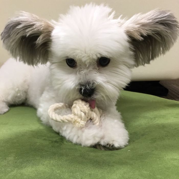 щенок с ушами Микки Мауса, собака с ушами Микки Мауса, собака Гома