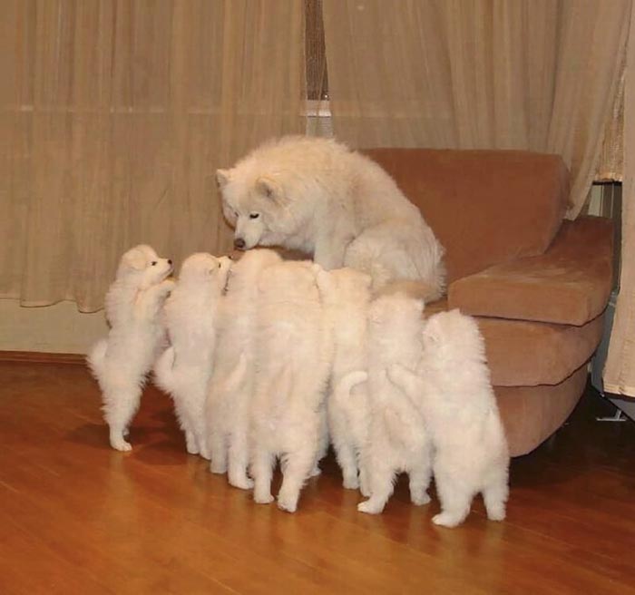 милые самоеды, очаровательные самоеды