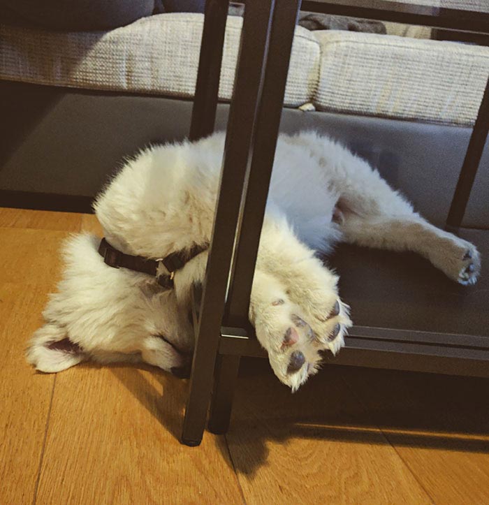 милые самоеды, очаровательные самоеды