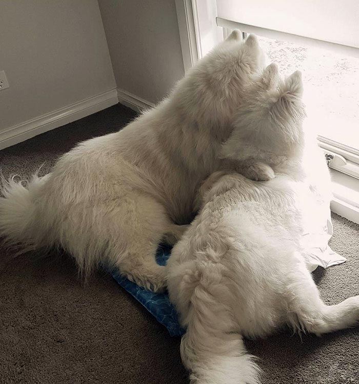 милые самоеды, очаровательные самоеды