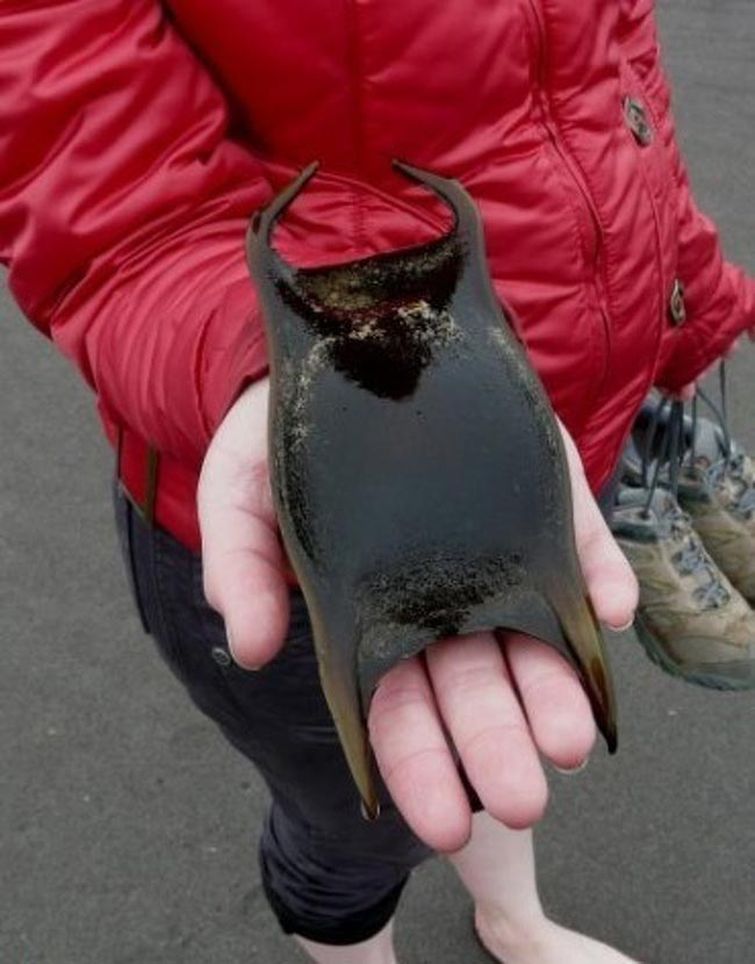 редкие природные явления, редкие явления 