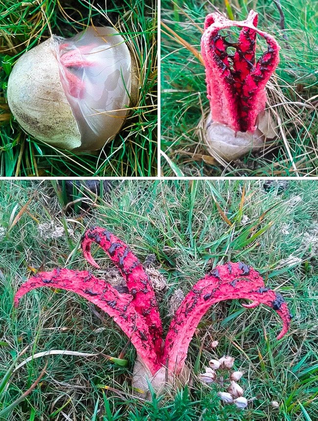 редкие природные явления, редкие явления 