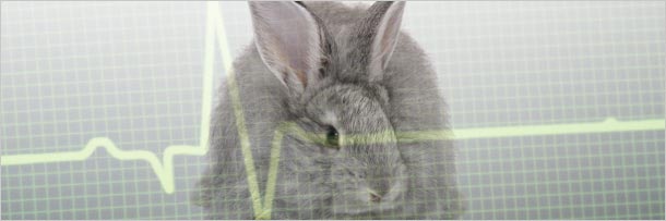 животные которые спасли людей, истории о животных которые спасли людей 