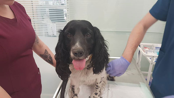 Женщина нашла мокрую собаку возле реки с грузом на шее, Одра Петрашкене