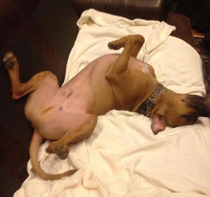 тату на собаке, сделал себе татуировку как у собаки, хозяин сделал тату как у собаки