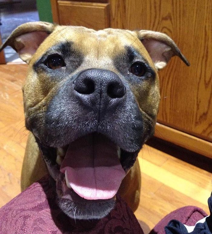 тату на собаке, сделал себе татуировку как у собаки, хозяин сделал тату как у собаки