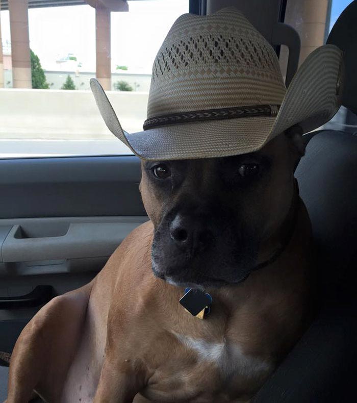 тату на собаке, сделал себе татуировку как у собаки, хозяин сделал тату как у собаки