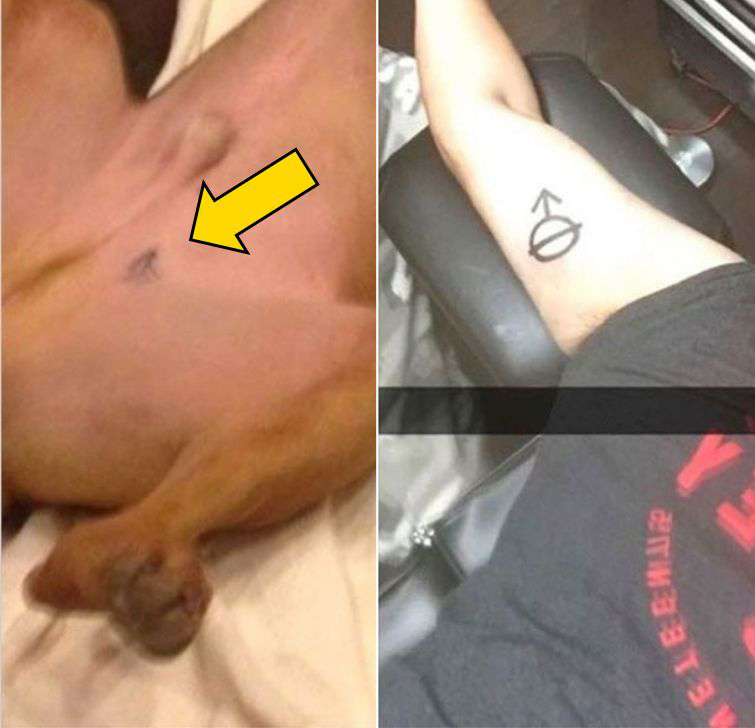 Что такое собачья татуировка?