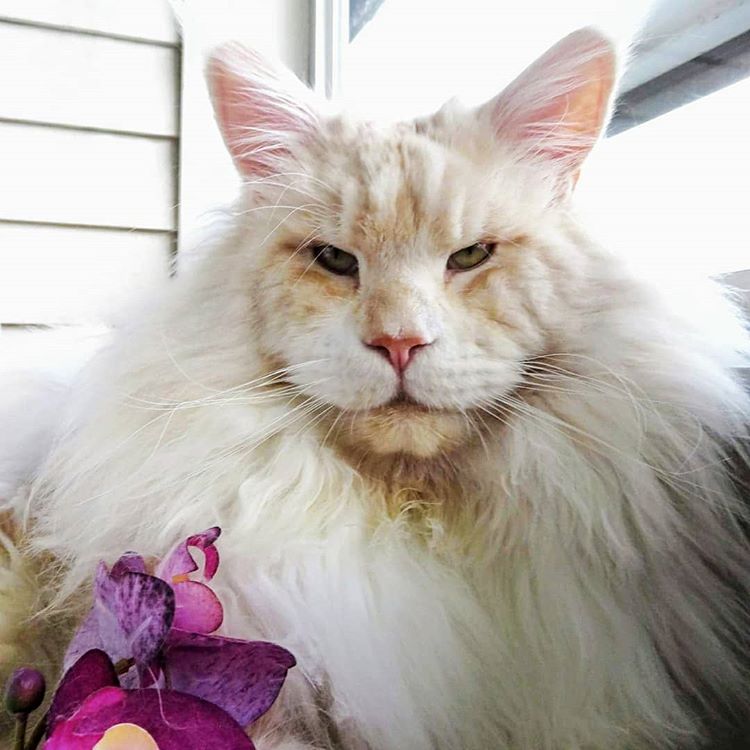 мейн-кун Лотус, бесконечно великолепный мейн-кун