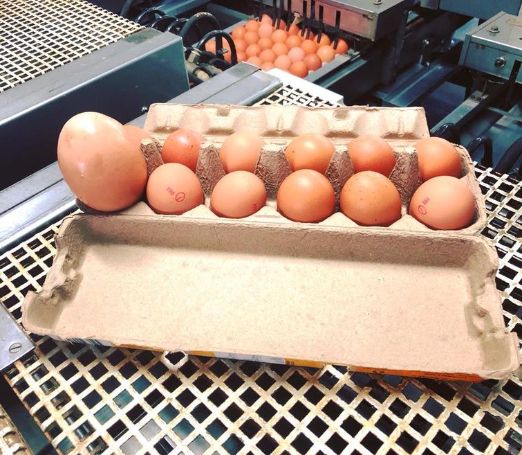 Фото огромных яиц