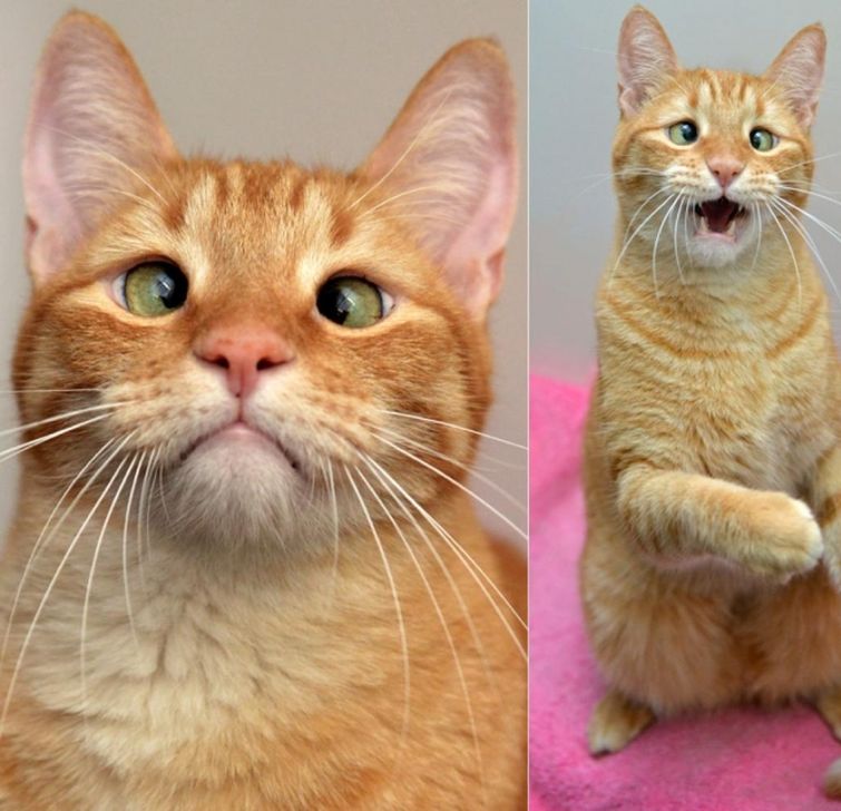 животные с аномалиями, животные с отклонениями 