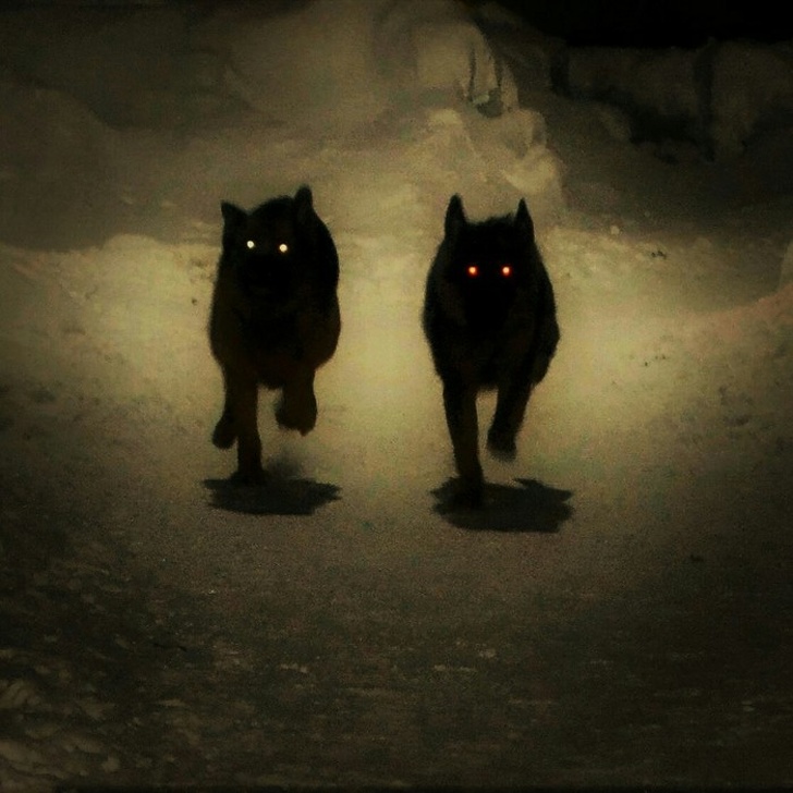 пугающие фотографии, страшные фотографии 