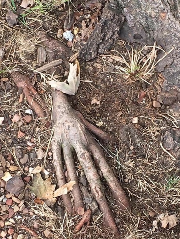 пугающие фотографии, страшные фотографии 