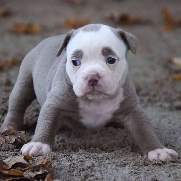 Мадам Брови, самый грустно выглядящий бульдог, самый грустный бульдог, бульдог мадам брови 