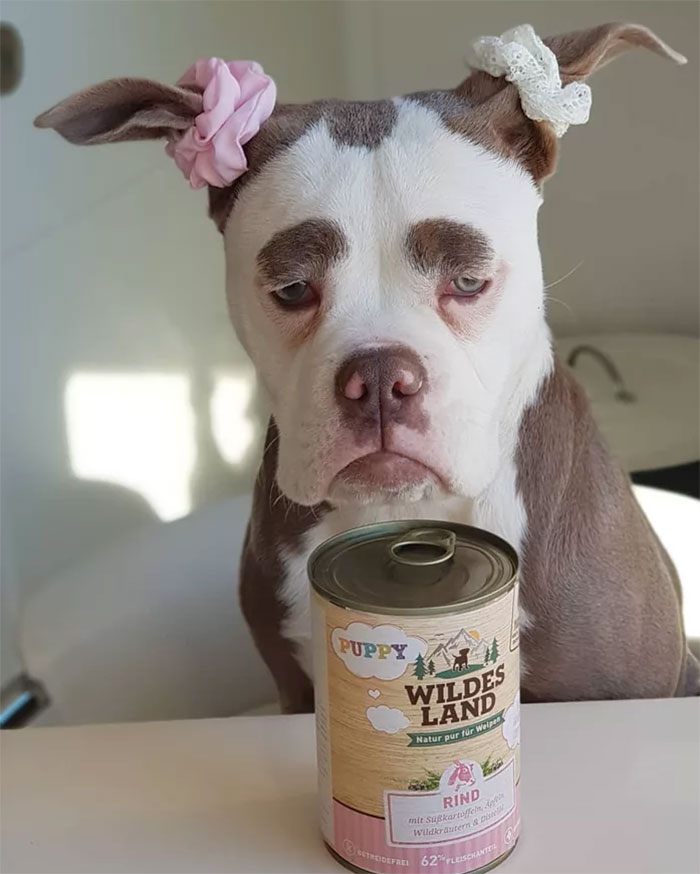 Мадам Брови, самый грустно выглядящий бульдог, самый грустный бульдог, бульдог мадам брови 