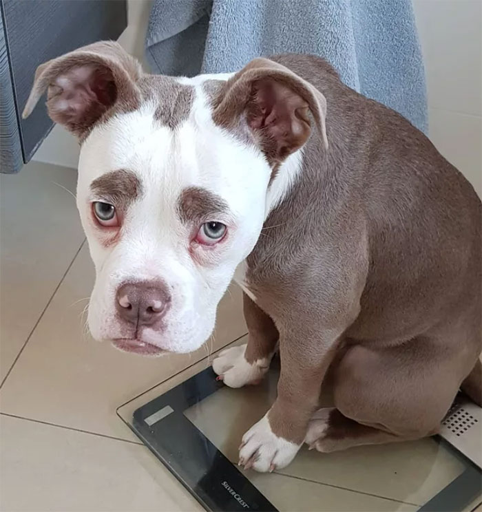 Мадам Брови, самый грустно выглядящий бульдог, самый грустный бульдог, бульдог мадам брови 