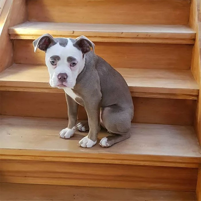 Мадам Брови, самый грустно выглядящий бульдог, самый грустный бульдог, бульдог мадам брови 