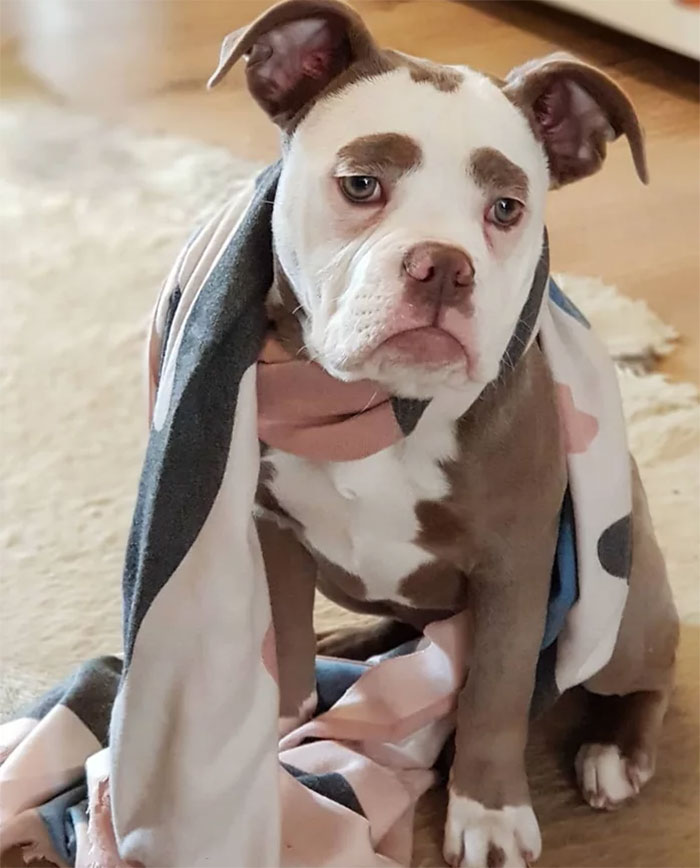 Мадам Брови, самый грустно выглядящий бульдог, самый грустный бульдог, бульдог мадам брови 