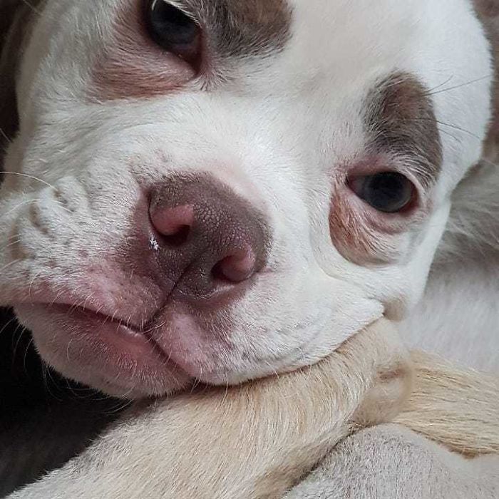 Мадам Брови, самый грустно выглядящий бульдог, самый грустный бульдог, бульдог мадам брови 