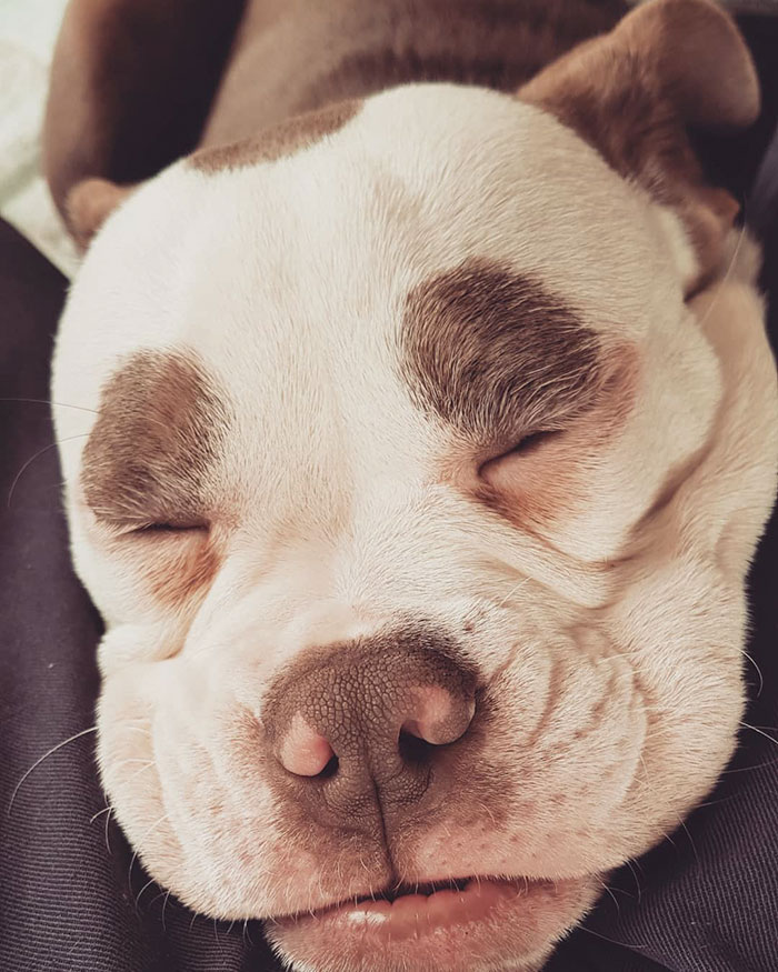 Мадам Брови, самый грустно выглядящий бульдог, самый грустный бульдог, бульдог мадам брови 