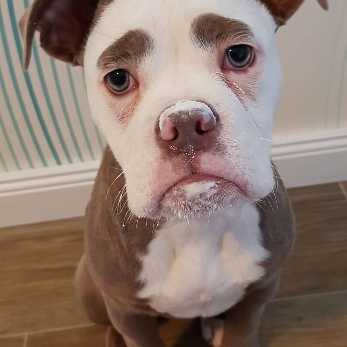 Мадам Брови, самый грустно выглядящий бульдог, самый грустный бульдог, бульдог мадам брови 