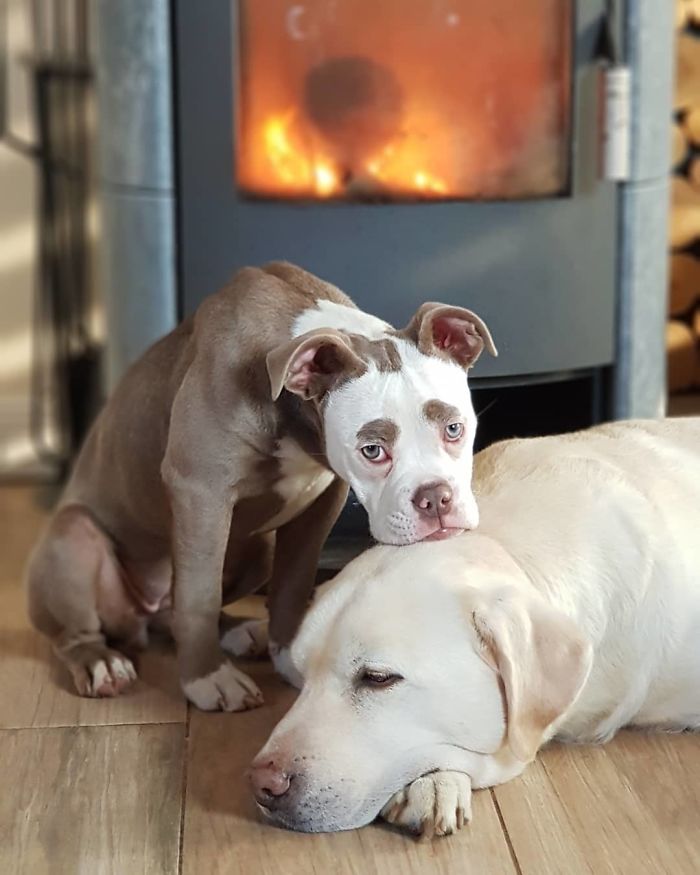 Мадам Брови, самый грустно выглядящий бульдог, самый грустный бульдог, бульдог мадам брови 