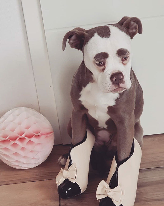 Мадам Брови, самый грустно выглядящий бульдог, самый грустный бульдог, бульдог мадам брови 