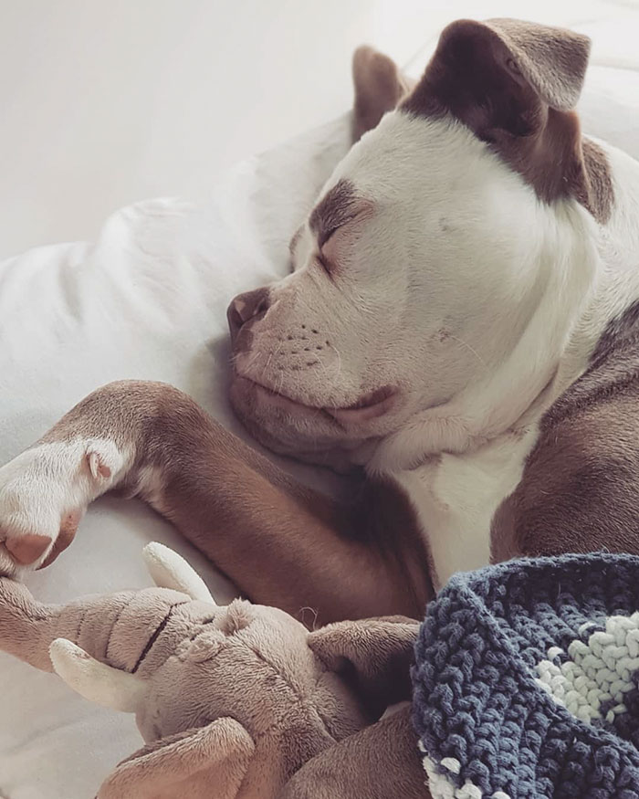 Мадам Брови, самый грустно выглядящий бульдог, самый грустный бульдог, бульдог мадам брови 