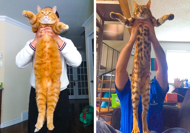 главные тренды 2018 года, шариз фольги, флэшмобы 2018 года 