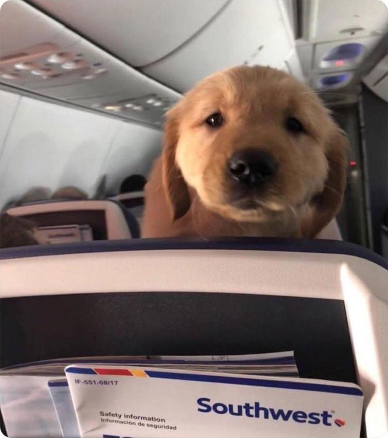 смешные случаи с собаками, собаки очаровательные случаи, смешные истории с собаками, смешные собаки