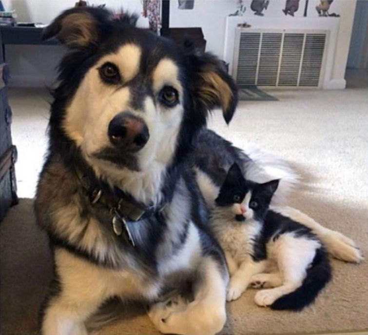 смешные случаи с собаками, собаки очаровательные случаи, смешные истории с собаками, смешные собаки