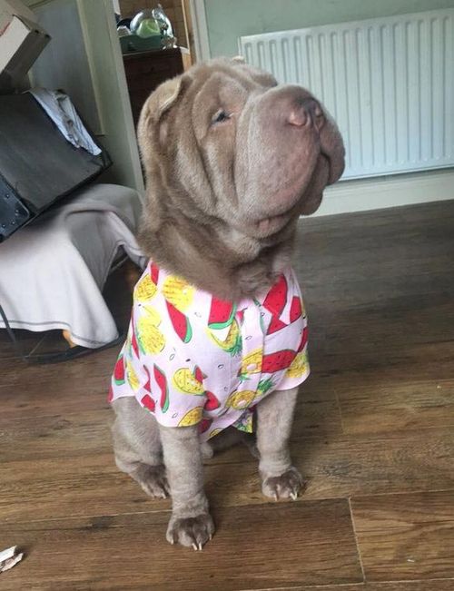 смешные случаи с собаками, собаки очаровательные случаи, смешные истории с собаками, смешные собаки