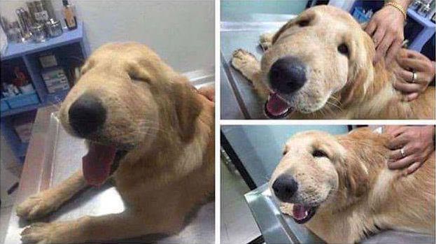 смешные случаи с собаками, собаки очаровательные случаи, смешные истории с собаками, смешные собаки