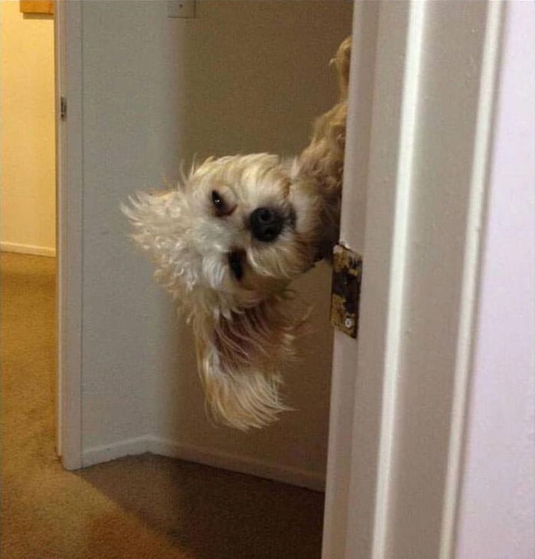 смешные случаи с собаками, собаки очаровательные случаи, смешные истории с собаками, смешные собаки