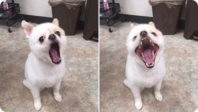 смешные случаи с собаками, собаки очаровательные случаи, смешные истории с собаками, смешные собаки