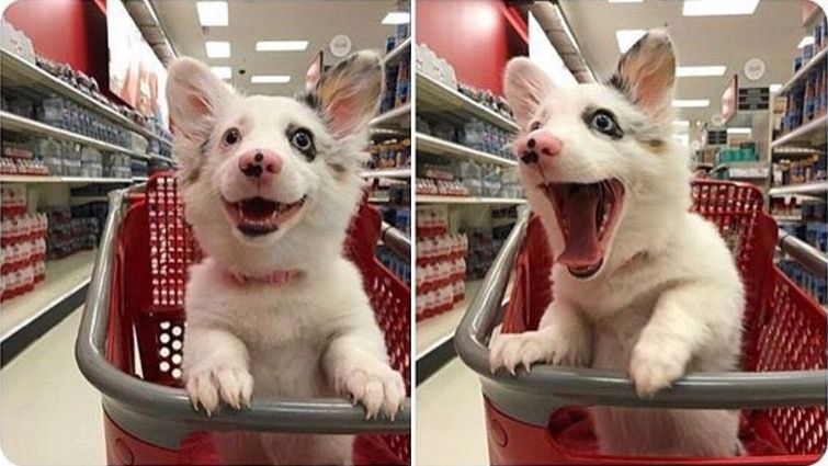 смешные случаи с собаками, собаки очаровательные случаи, смешные истории с собаками, смешные собаки