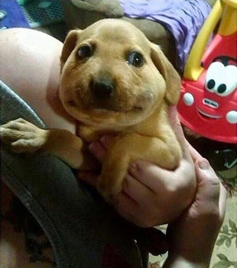 смешные случаи с собаками, собаки очаровательные случаи, смешные истории с собаками, смешные собаки