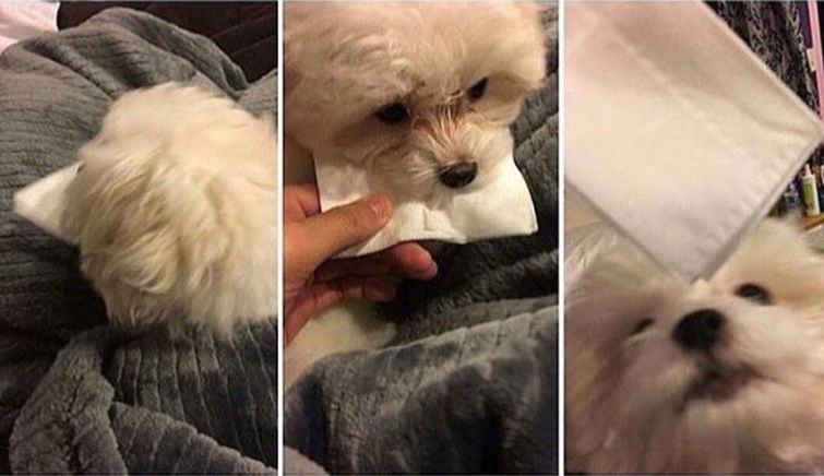 смешные случаи с собаками, собаки очаровательные случаи, смешные истории с собаками, смешные собаки