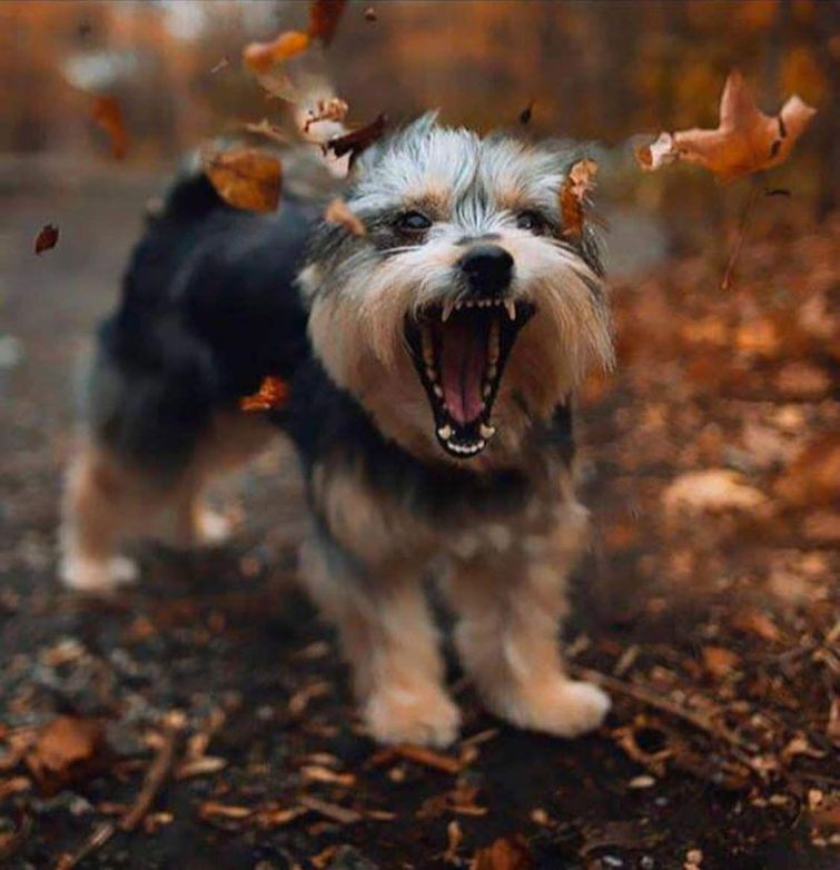 смешные случаи с собаками, собаки очаровательные случаи, смешные истории с собаками, смешные собаки