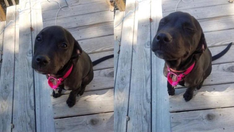 смешные случаи с собаками, собаки очаровательные случаи, смешные истории с собаками, смешные собаки