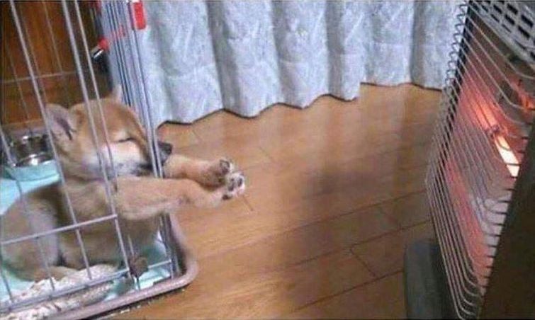 смешные случаи с собаками, собаки очаровательные случаи, смешные истории с собаками, смешные собаки