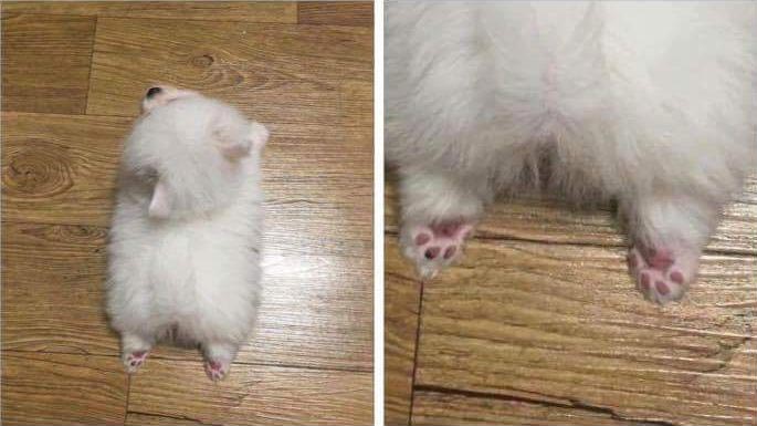 смешные случаи с собаками, собаки очаровательные случаи, смешные истории с собаками, смешные собаки