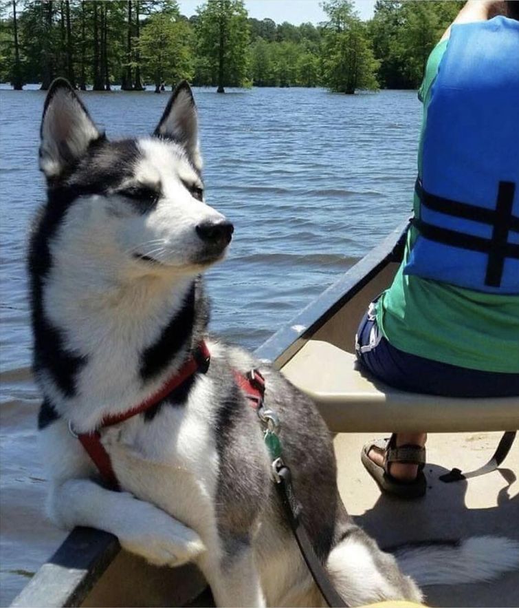 смешные случаи с собаками, собаки очаровательные случаи, смешные истории с собаками, смешные собаки
