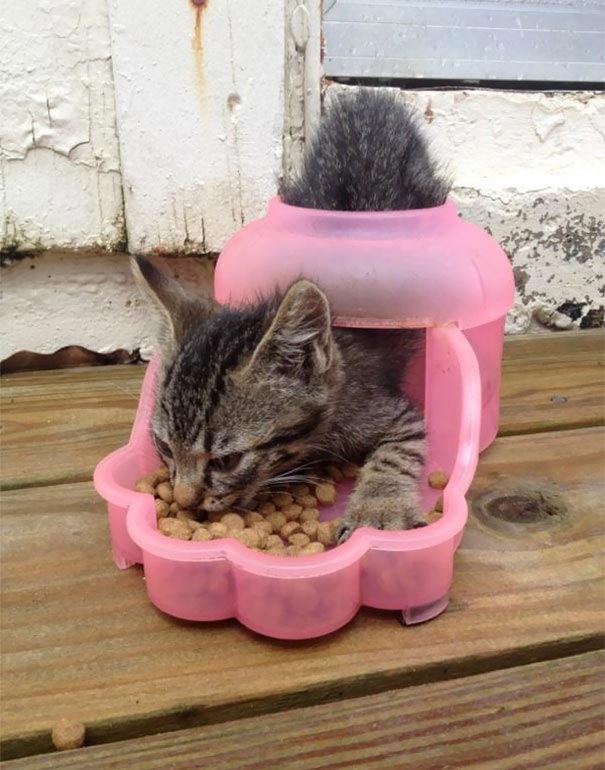 коты-идиоты, смешные коты