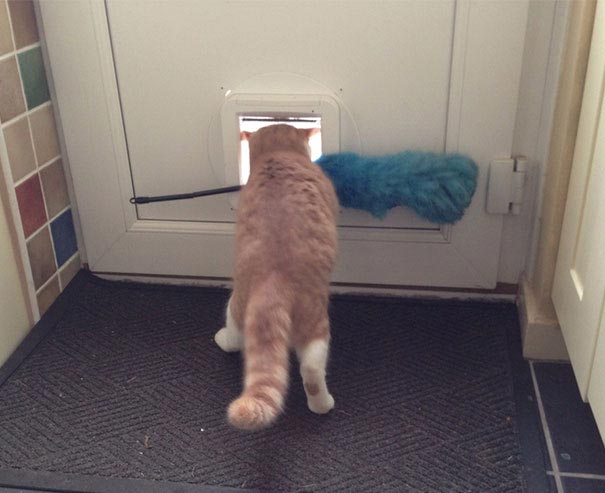 коты-идиоты, смешные коты