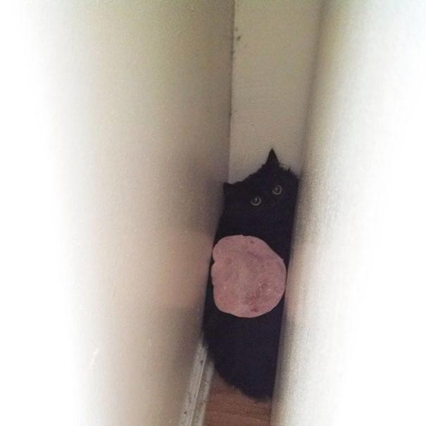 коты-идиоты, смешные коты