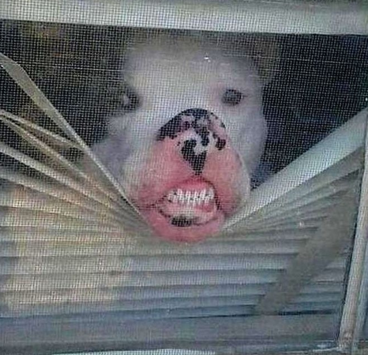 27 смешных собак, которые нашли себе занятие, пока хозяина нет дома собаки одни дома, нашкодившие собаки, что делает собака когда нет хозяина