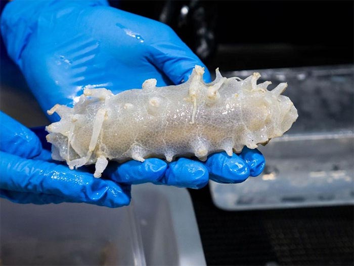 Учёные исследовали океан на глубине 4000 м, вот самые странные животные, которых они нашли глубоководные животные, глубоководные рыбы, учёные исследовали океан на глубине 4000 м, рыбы на глубине 4000 метров