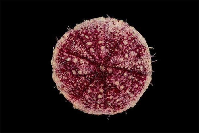 Учёные исследовали океан на глубине 4000 м, вот самые странные животные, которых они нашли глубоководные животные, глубоководные рыбы, учёные исследовали океан на глубине 4000 м, рыбы на глубине 4000 метров