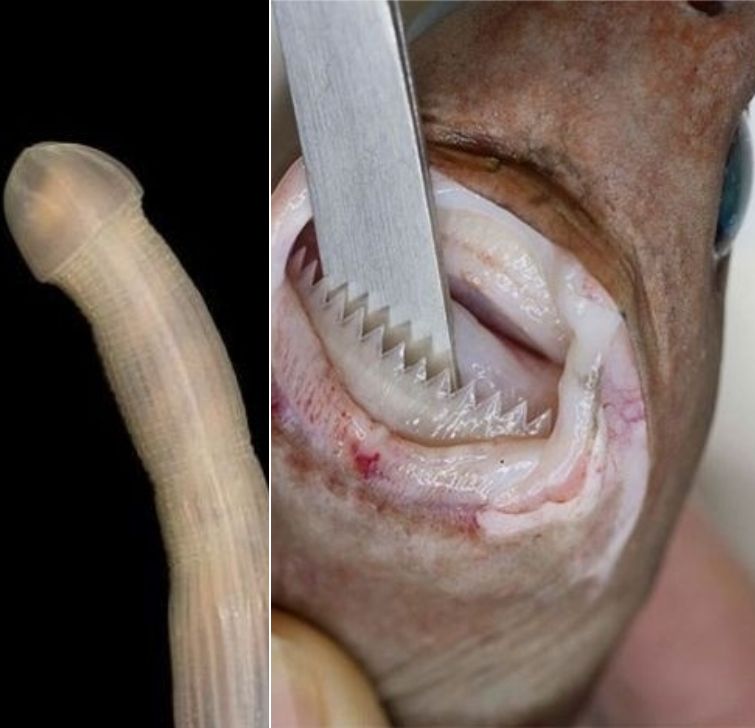 Учёные исследовали океан на глубине 4000 м, вот самые странные животные, которых они нашли глубоководные животные, глубоководные рыбы, учёные исследовали океан на глубине 4000 м, рыбы на глубине 4000 метров